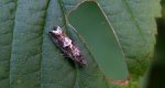 Epinotia trigonella
