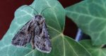Rolnica szkółkówka (Agrotis vestigialis)