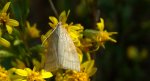 Mecyna flavalis