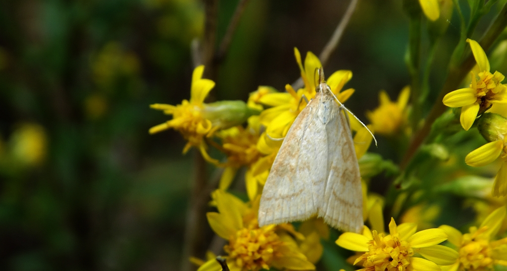 Mecyna flavalis