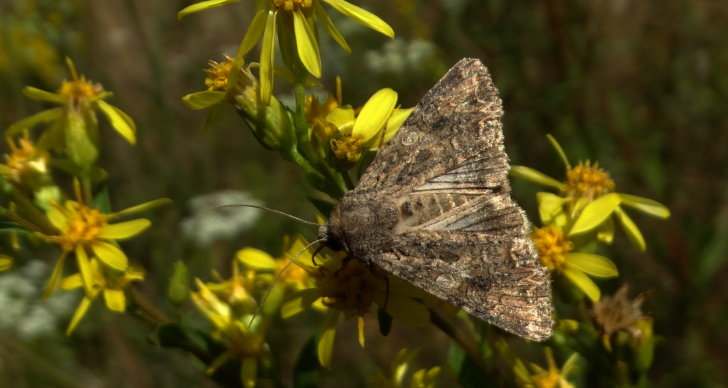 Piętnówka chwastówka (Anarta trifolii)
