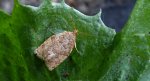 Zwójka siatkóweczka (Adoxophyes orana)