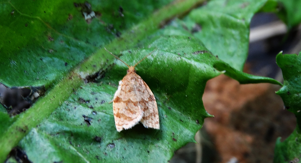 Zwójka siatkóweczka (Adoxophyes orana)
