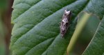 Epinotia trigonella
