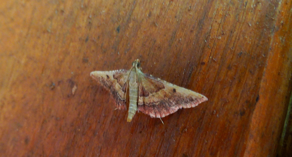 Endotricha flammealis