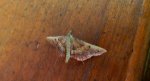 Endotricha flammealis