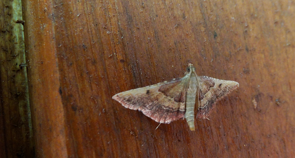 Endotricha flammealis