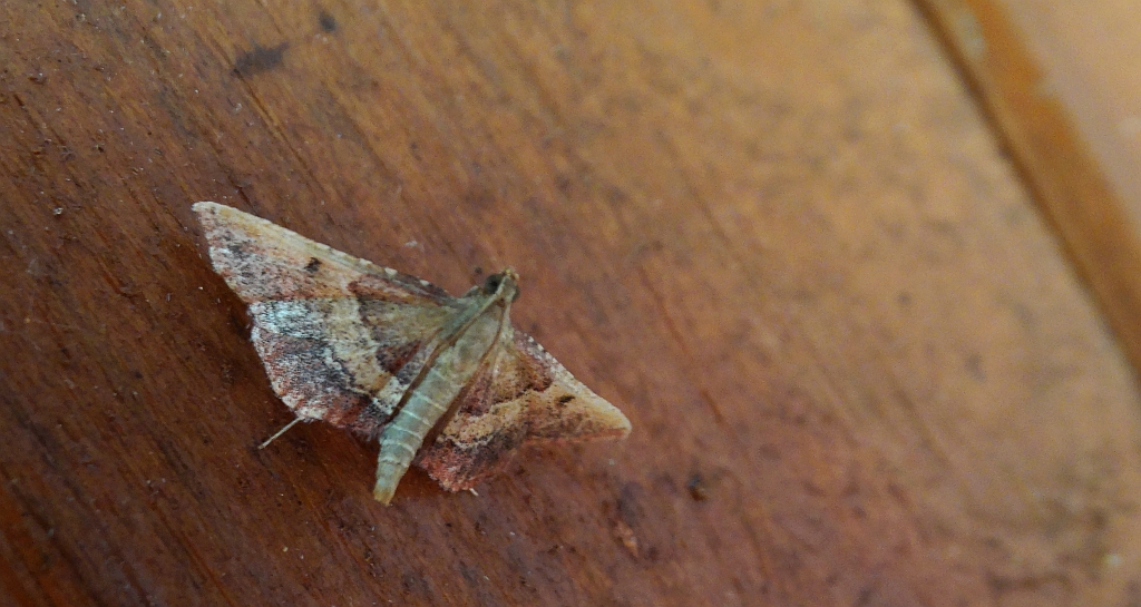 Endotricha flammealis