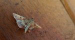 Endotricha flammealis
