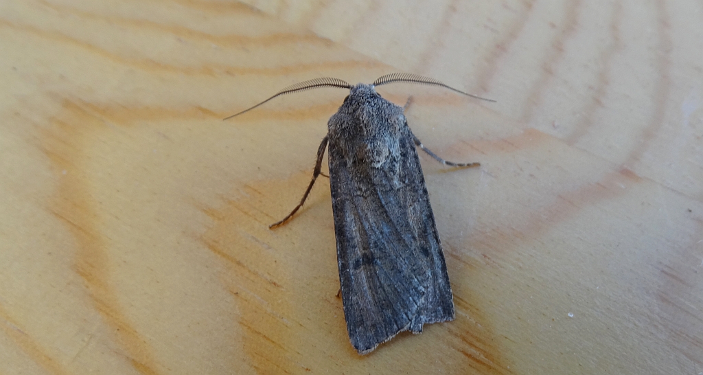 Rolnica zbożówka (Agrotis segetum)