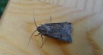 Rolnica zbożówka (Agrotis segetum)