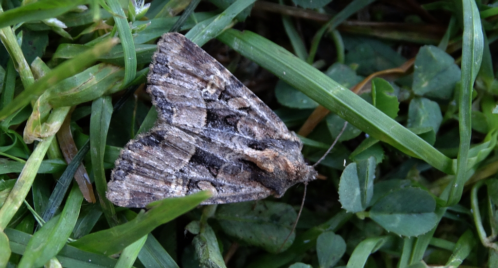 Apamea illyria