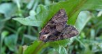 Apamea illyria