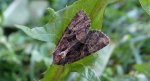 Apamea illyria