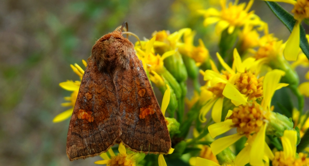 Amphipoea Fucosa