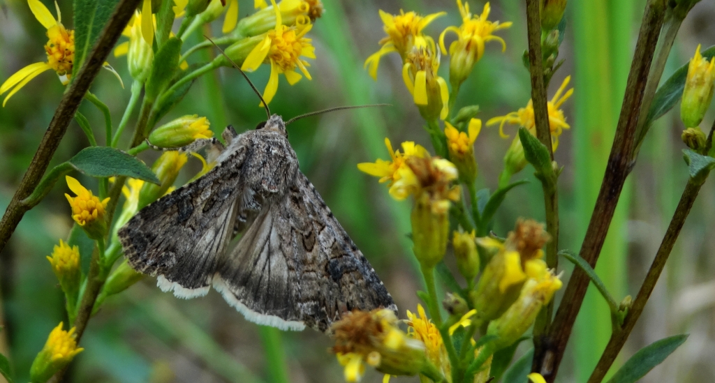 Piętnówka chwastówka (Anarta trifolii)