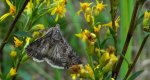 Piętnówka chwastówka (Anarta trifolii)