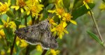 Piętnówka chwastówka (Anarta trifolii)