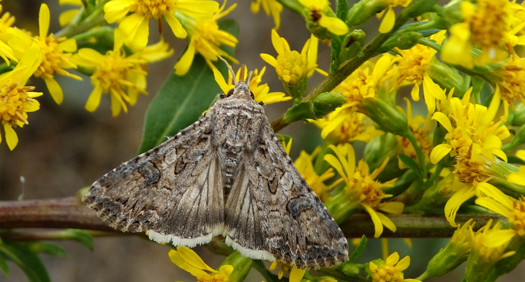 Piętnówka chwastówka (Anarta trifolii)