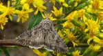 Piętnówka chwastówka (Anarta trifolii)
