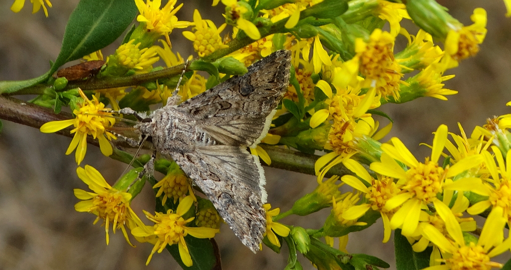 Piętnówka chwastówka (Anarta trifolii)