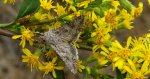 Piętnówka chwastówka (Anarta trifolii)