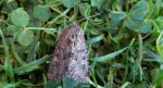 Piętnówka zmierzchówka (Hecatera bicolorata) lub Mesapamea secalis