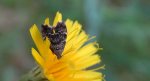 Wznosik Fabrycjusza (Anthophila fabriciana)
