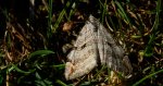 Niekrocz dziurawczak (Aplocera plagiata)