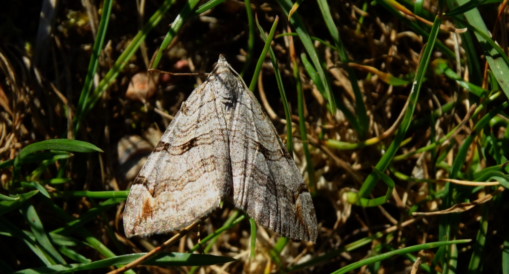 Niekrocz dziurawczak (Aplocera plagiata)