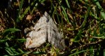 Niekrocz dziurawczak (Aplocera plagiata)