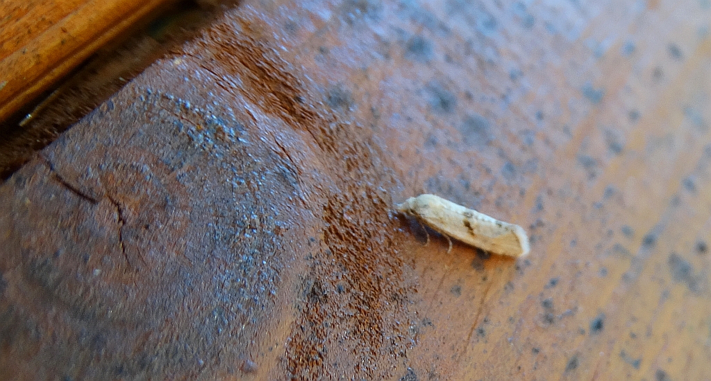 Cochylimorpha alternana