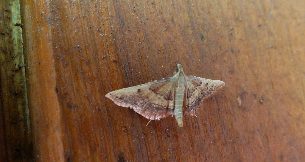 Endotricha flammealis