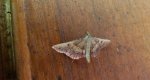 Endotricha flammealis