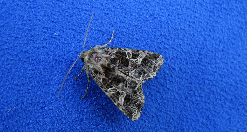 Piętnówka goździkówka (Sideridis rivularis) lub Hadena bicruris