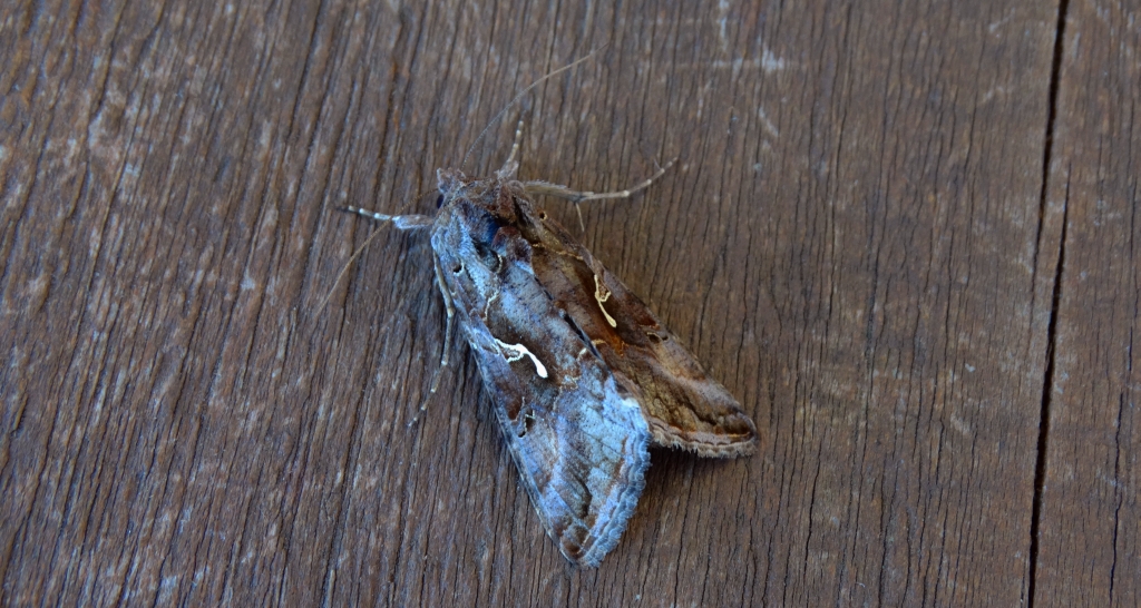 Błyszczka jarzynówka (Autographa gamma)
