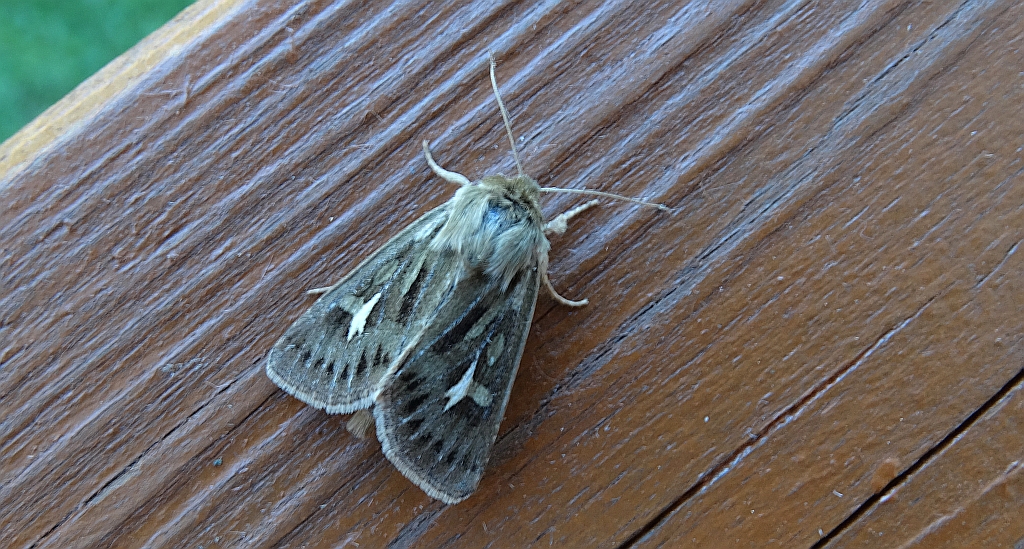 Kosiczka łąkowa (Cerapteryx graminis)