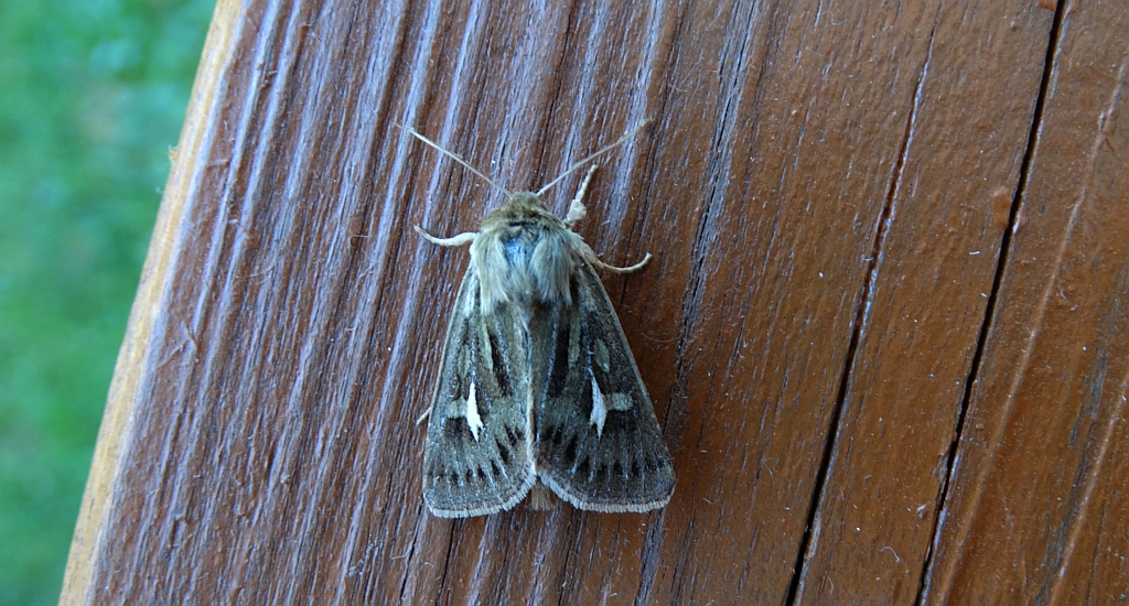 Kosiczka łąkowa (Cerapteryx graminis)
