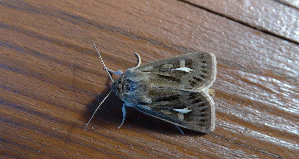 Kosiczka łąkowa (Cerapteryx graminis)