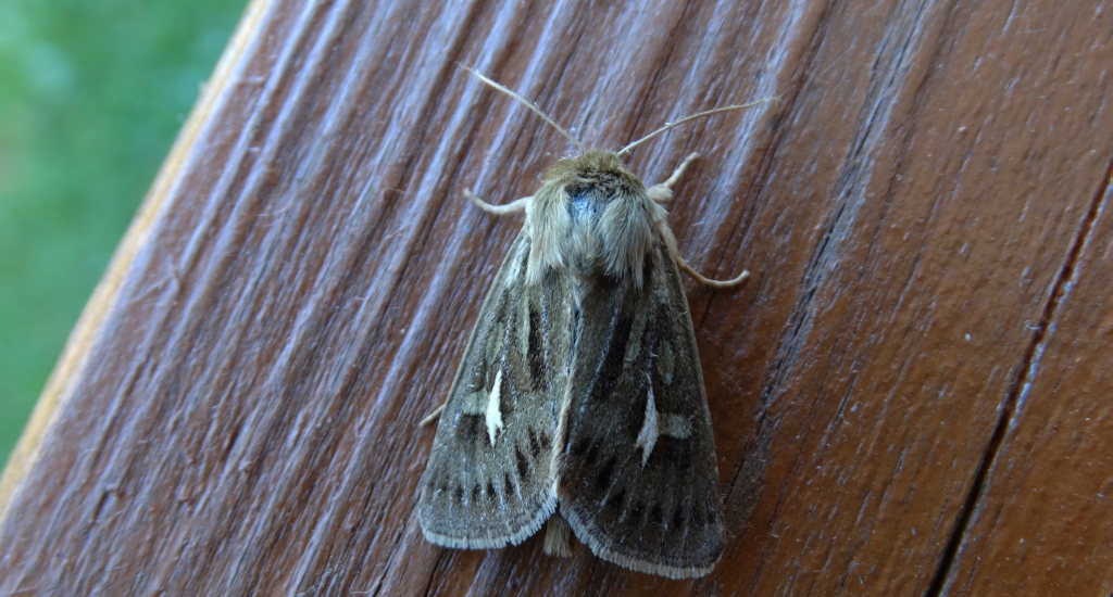 Kosiczka łąkowa (Cerapteryx graminis)