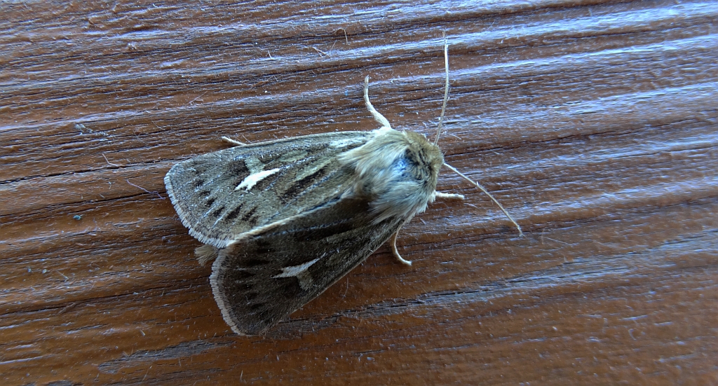 Kosiczka łąkowa (Cerapteryx graminis)