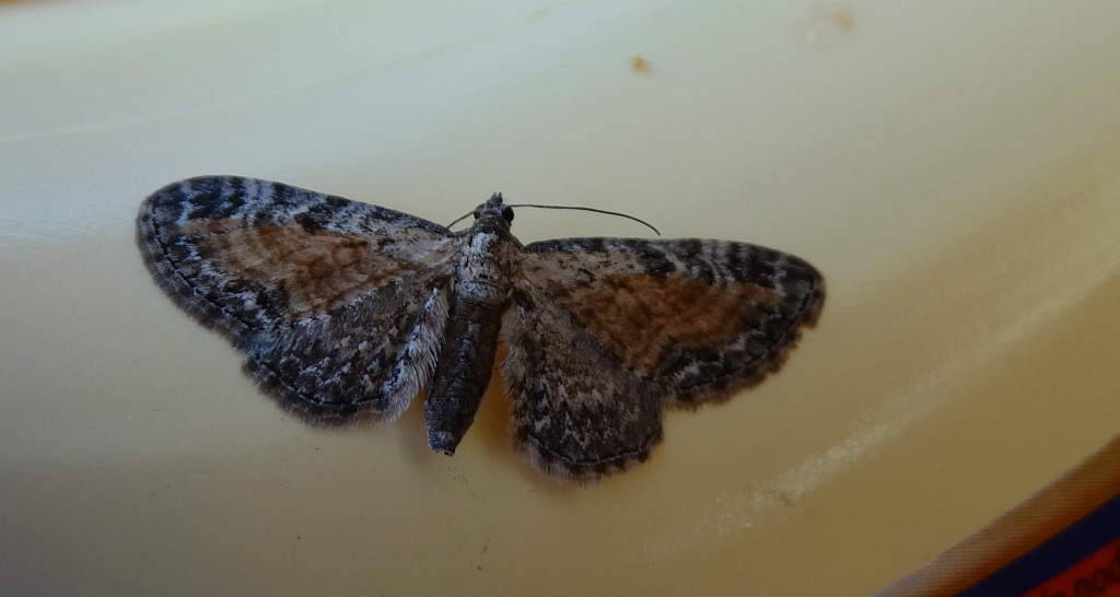 Grotnik wrotyczak (Eupithecia icterata)