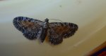Grotnik wrotyczak (Eupithecia icterata)
