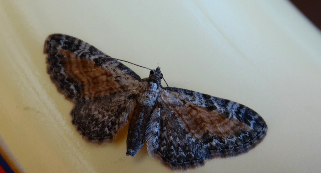 Grotnik wrotyczak (Eupithecia icterata)
