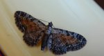 Grotnik wrotyczak (Eupithecia icterata)