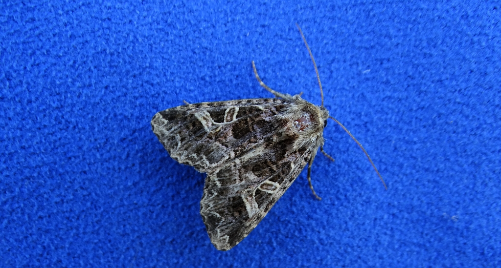 Piętnówka goździkówka (Sideridis rivularis) lub Hadena bicruris