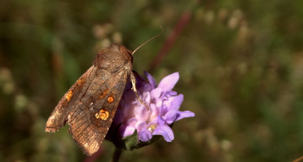 Amphipoea fucosa