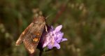 Amphipoea fucosa