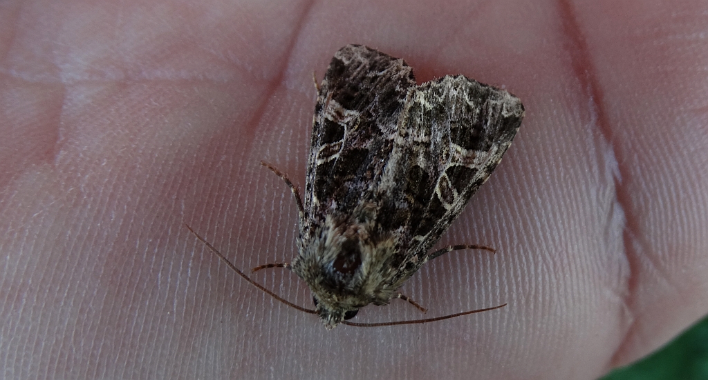 Piętnówka goździkówka (Sideridis rivularis) lub Hadena bicruris