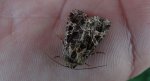 Piętnówka goździkówka (Sideridis rivularis) lub Hadena bicruris